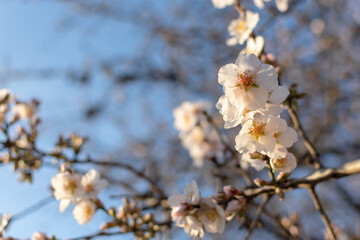 Spring atmospheric background of branches of flowering almonds. Delicate white flowers bloomed in the garden. Clear blue sky, blurred background with bokeh. The concept of freshness, early spring.
