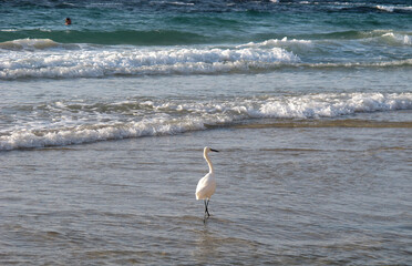         Photo of a little egret on the seashore with a swimming man in the background.   
