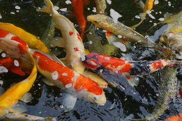 Obraz na płótnie Canvas colorful fish koi in a clear water pond