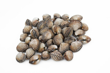Cockle fresh on white backgrond.