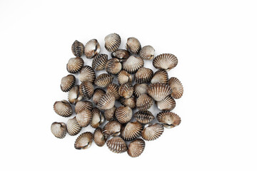 Cockle fresh on white backgrond.