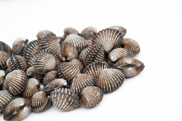 Cockle fresh on white backgrond.