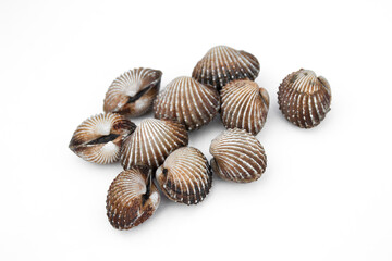 Cockle fresh on white backgrond.