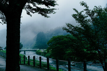 山梨県道志村。日本の清流。きれいな川が流れている。霧が出ている。