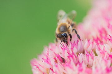 Honey bees collect pollen Spiraea flower. Macro shot.