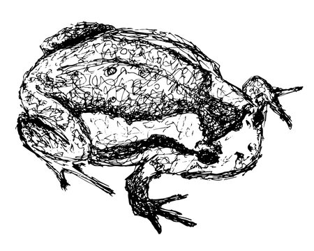 Hand drawn frog sketch. Isolated black and white doodle illustration