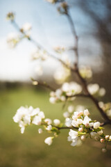 Fototapeta premium tree blossom