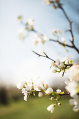 Obraz premium spring apple tree blossom