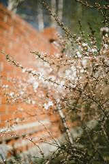 spring blossom cherry tree