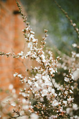 spring blossom in spring