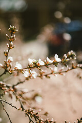 spring blossom in spring