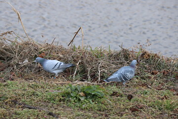 冬の河川敷で餌を探すカワラバト
