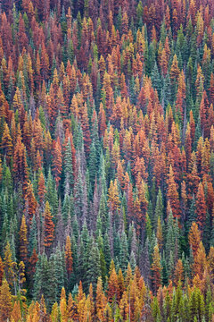 Evergreen Forest Infected With The Mountain Pine Beetle In British Columbia, Canada