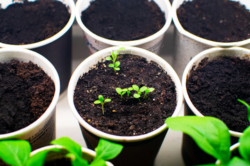 Growing seedlings of tomato under UV lamp. Plant sprouts in peat pots on the window.