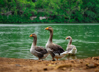 Ducks in the lagoon