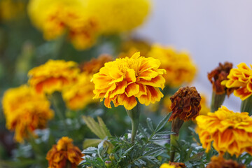 American marigold blooming in the garden.