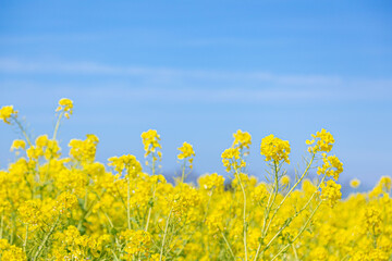 和泉リサイクル環境公園に咲く満開の菜の花