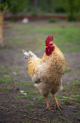 The great cock. Cock on the sunny walk Beautiful cock in the pen for chickens in the village, close-up.
