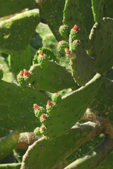 Nopal or cacturs under the mexican sky