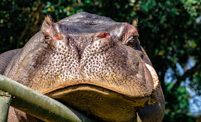 Close up on hippopotamus face