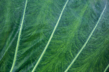 Green Taro leaf, Abstract green leaves for nature wallpaper background concepts