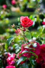 Beautiful purple rose blossoms in summer