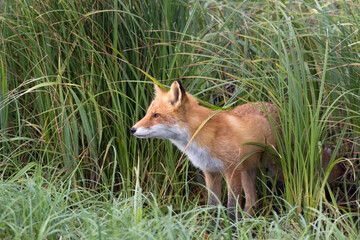 A fox in the wild. Russia, Shikotan island.