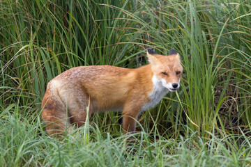 A fox in the wild. Russia, Shikotan island.