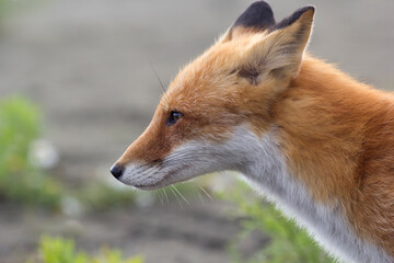 A fox in the wild. Russia, Shikotan island.