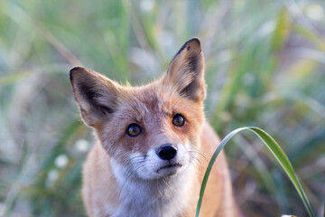 A fox in the wild. Russia, Shikotan island.
