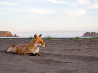 A fox in the wild. Russia, Shikotan island.