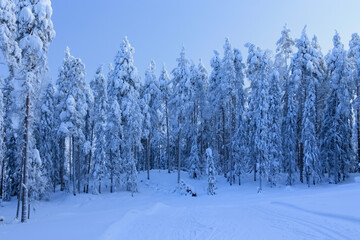 Here is a frosty day in the forest.February, 10.2021.