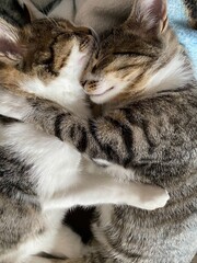 sleepy kittens snuggling