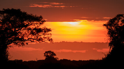 Sonnenuntergang im Panatanal in orange Farben zwischen Bäumen im Gegenlicht in der Savanne