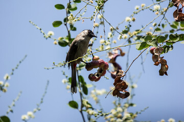 Bird and Manila tamarind fruit on tree