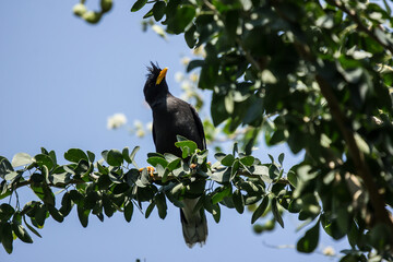 Bird and Manila tamarind fruit on tree