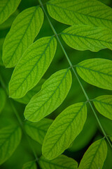 An abstract background of green leaves and stems