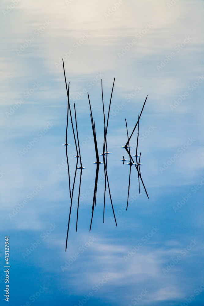 Wall mural Reflection of grasses and plants in the water in a pond or lake