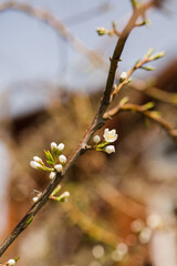 branch of a cherry tree
