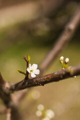 blossom in spring