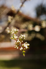 spring in the park