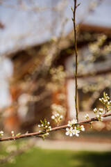 spring blossom in spring