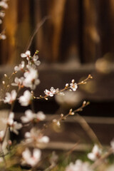 flowers in the forest