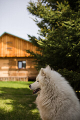 white dog on the farm