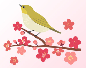 white eye and plum blossom vector illustration
