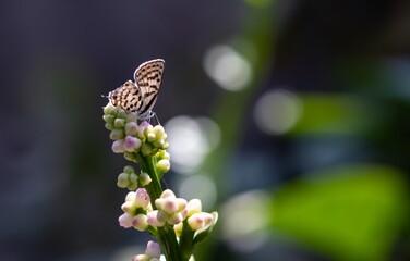 Closeup of Blue Pierrots Butterfly Sitting on Malabar Spinach Flower
