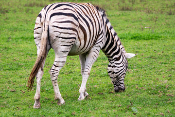 Fototapeta na wymiar Zebra Grazing In A Field