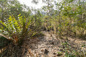 Abundancia de plantas de verano cubiertas de heno en área de manglares durante el día