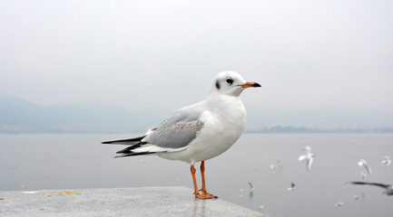 Fototapeta premium One white larus ridibundus with colorful wings standing on the platform in cloudy day