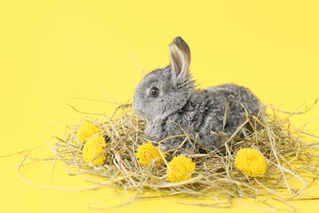 Cute fluffy rabbit with hay and flowers on color background